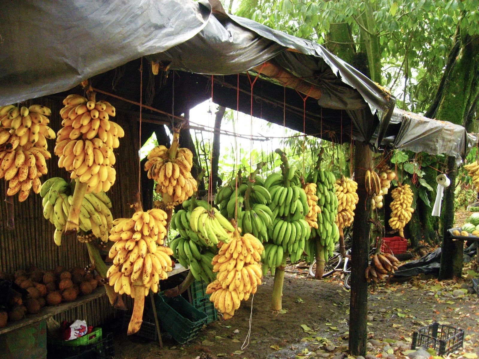 Страны выращивающие бананы. Банановые плантации в Эквадоре. Плантации бананов в Эквадоре. Гондурас банановые плантации. Эквадор бананы плантации.